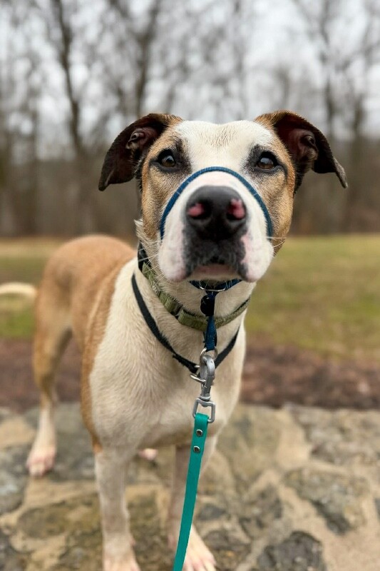 View Nick Chubb the Dog Photo #18