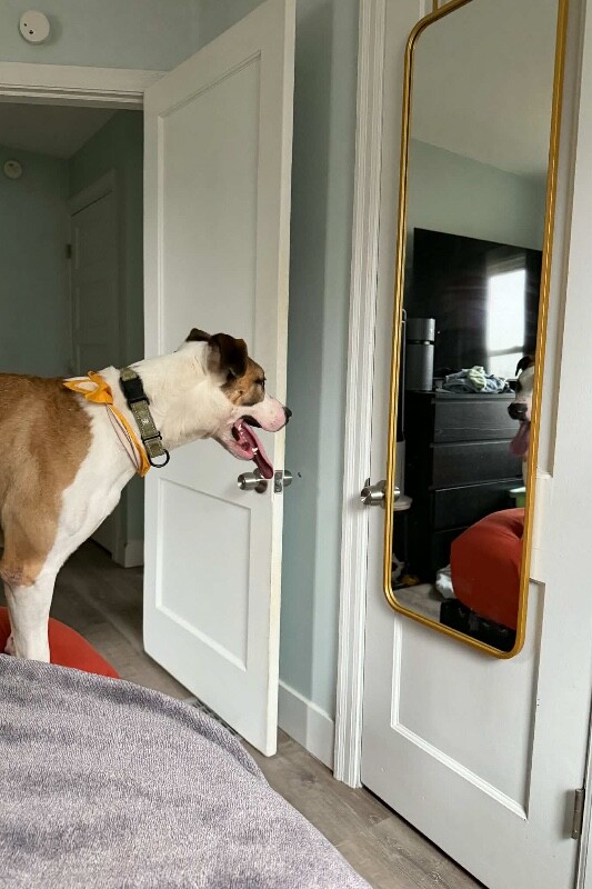 View Nick Chubb the Dog Photo #5