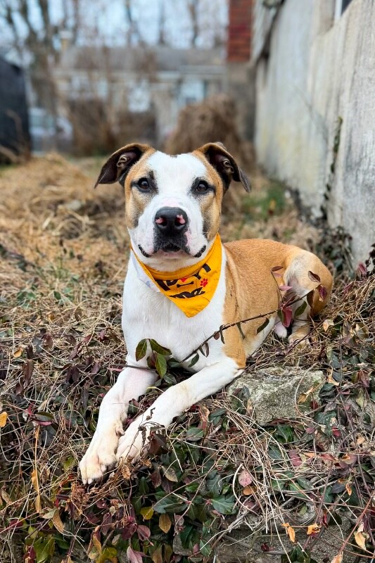 View Nick Chubb the Dog Photo #4