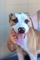 View Nick Chubb the Dog Photo #10