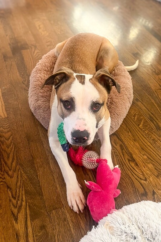 View Nick Chubb the Dog Photo #11