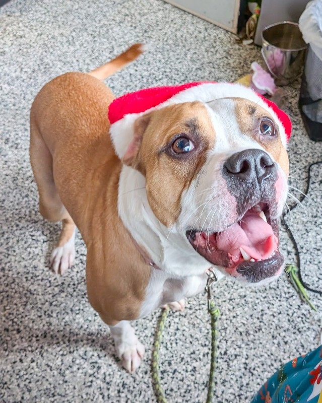 View Patty Cake the Dog Photo #2