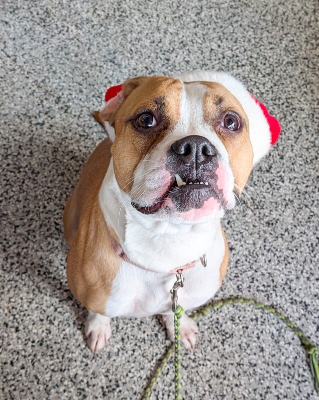 View Patty Cake the Dog Photo #4