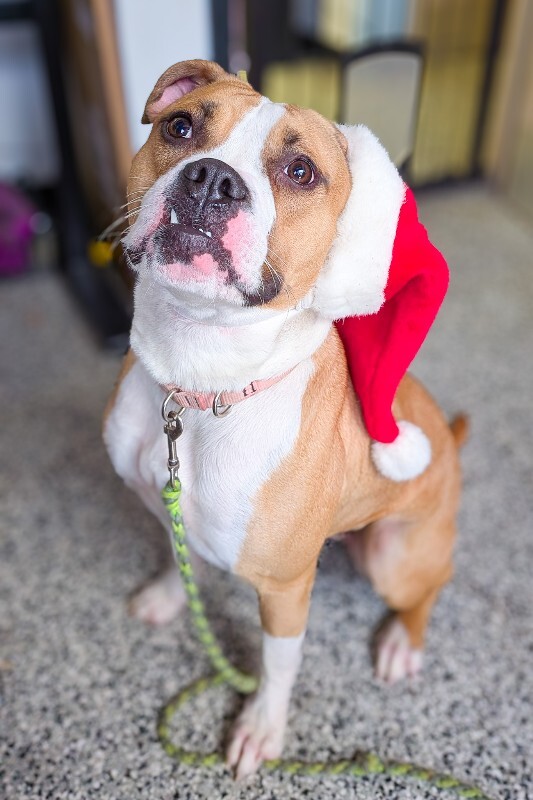 View Patty Cake the Dog Photo #3