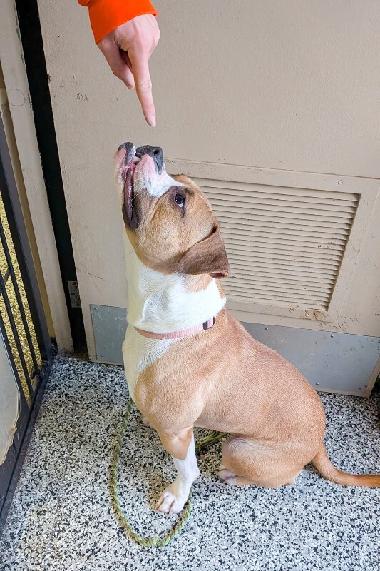 View Patty Cake the Dog Photo #6