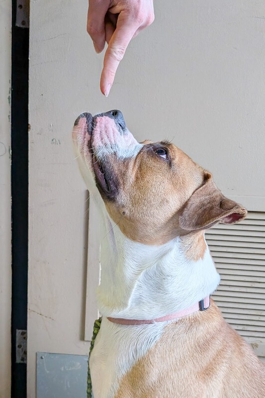 View Patty Cake the Dog Photo #5