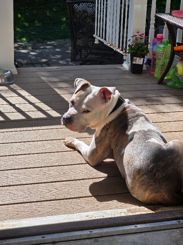 View Shannielle the Dog Photo #22