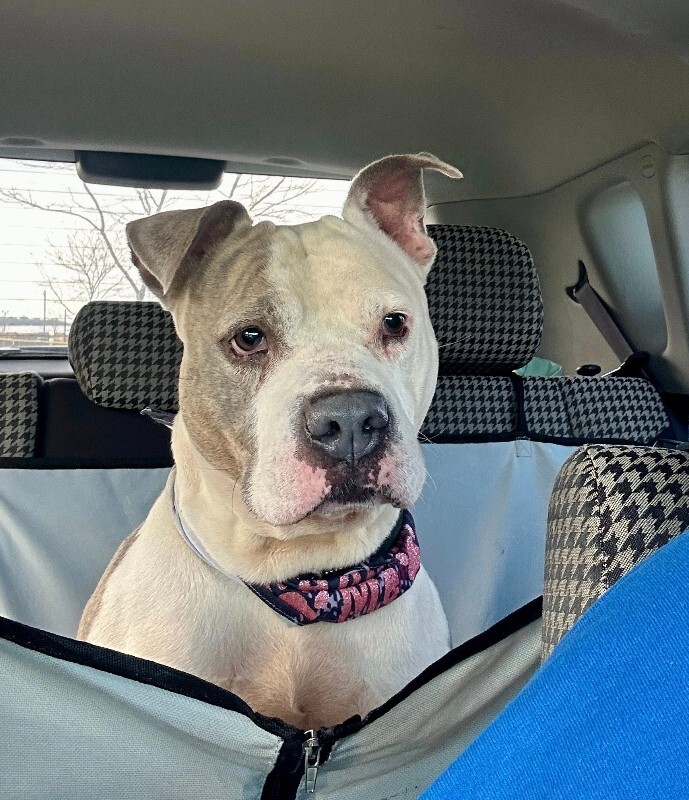 View Shannielle the Dog Photo #10