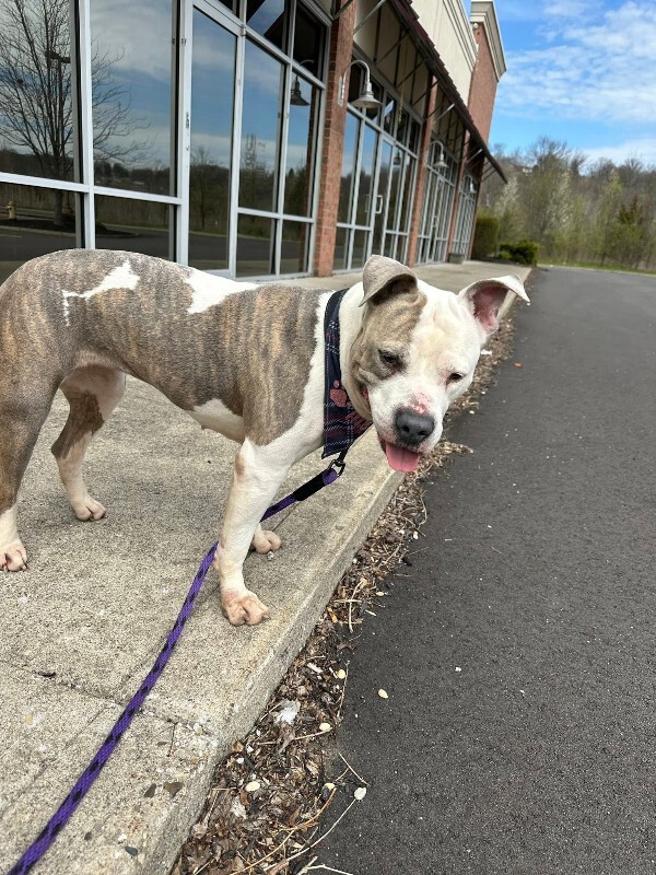 View Shannielle the Dog Photo #12