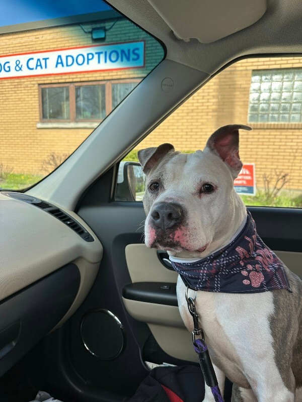 View Shannielle the Dog Photo #11