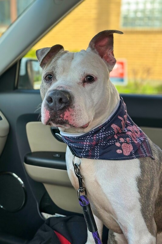 View Shannielle the Dog Photo #5