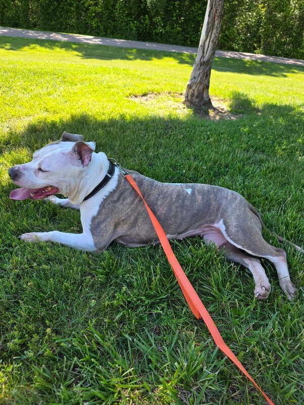 View Shannielle the Dog Photo #10