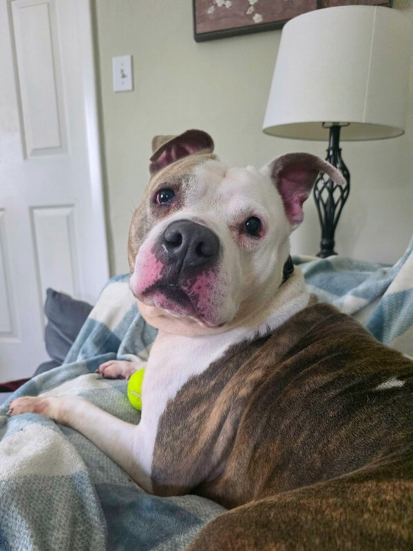 Shannielle - Dog
