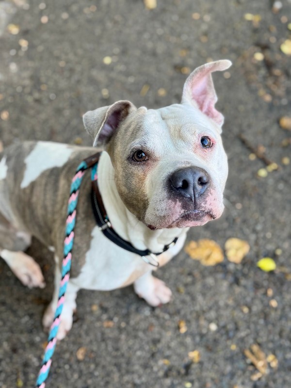 View Shannielle the Dog Photo #5