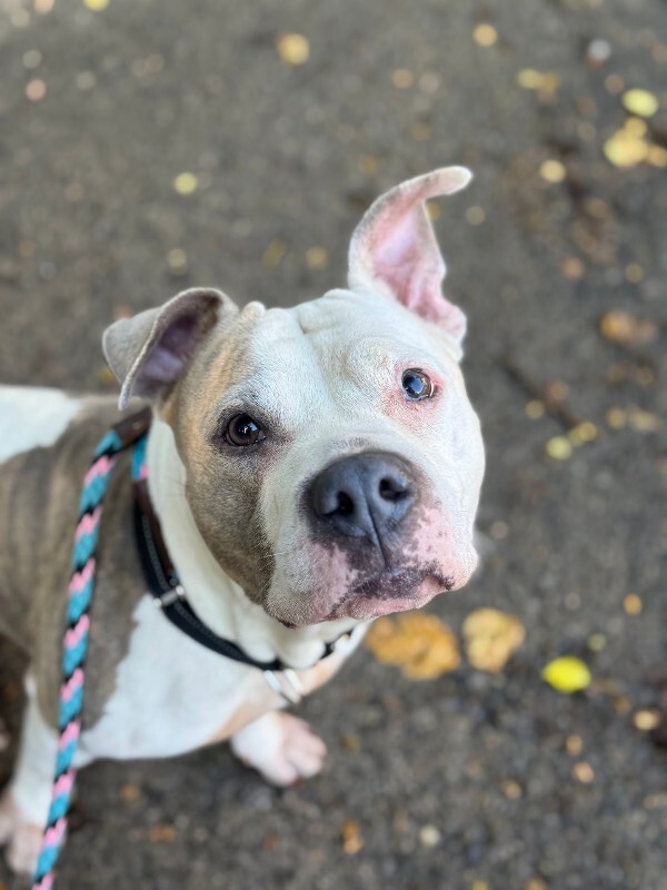 View Shannielle the Dog Photo #13