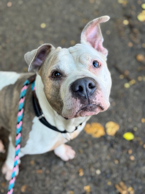 View Shannielle the Dog Photo #12