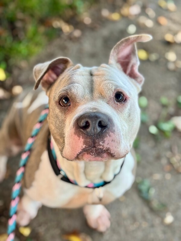 View Shannielle the Dog Photo #9