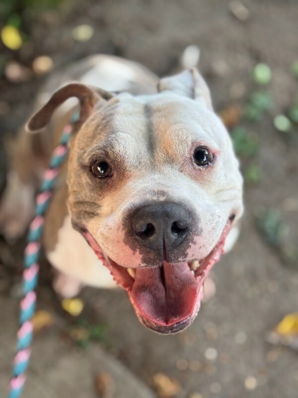 View Shannielle the Dog Photo #11