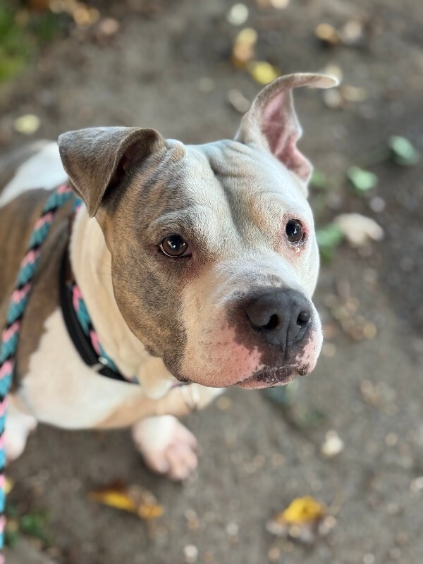 View Shannielle the Dog Photo #10