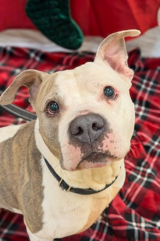 View Shannielle the Dog Photo #2