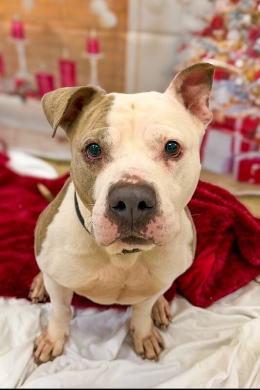 View Shannielle the Dog Photo #4