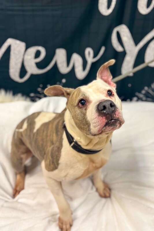 View Shannielle the Dog Photo #3