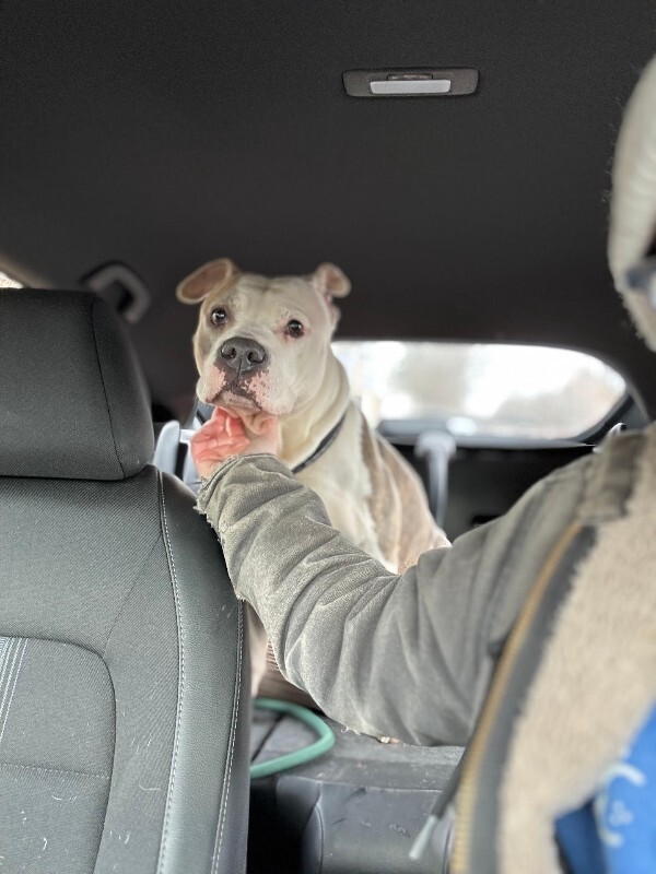 View Shannielle the Dog Photo #7