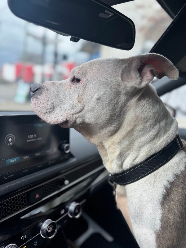 View Shannielle the Dog Photo #8