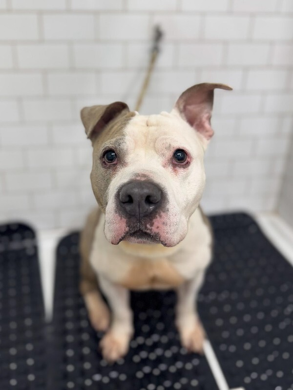 View Shannielle the Dog Photo #6