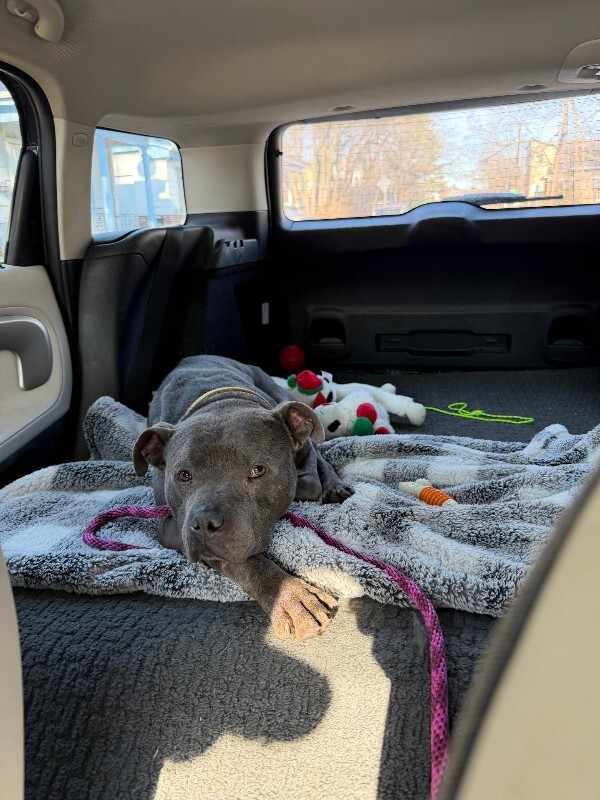 View Trey Hendrickson the Dog Photo #15