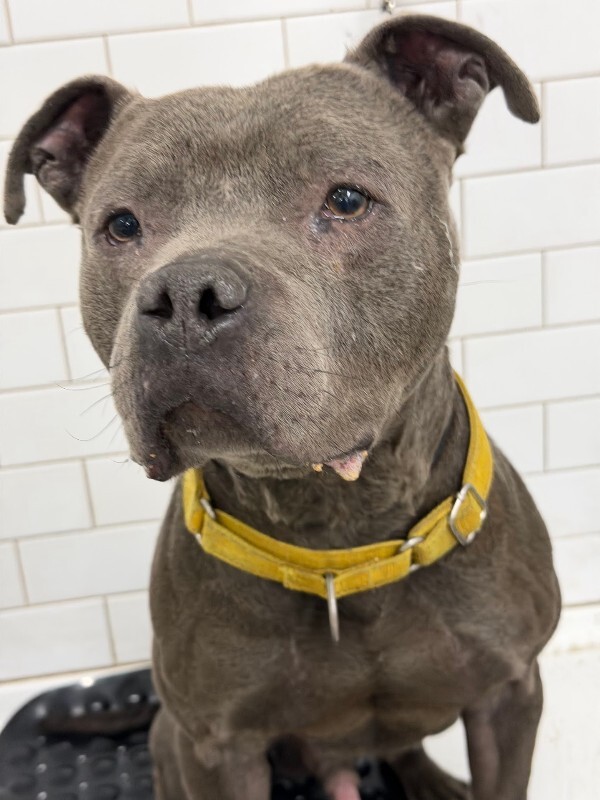 View Trey Hendrickson the Dog Photo #11