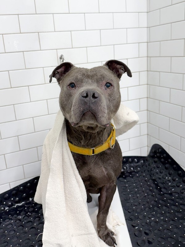 View Trey Hendrickson the Dog Photo #2