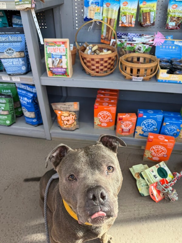 View Trey Hendrickson the Dog Photo #14