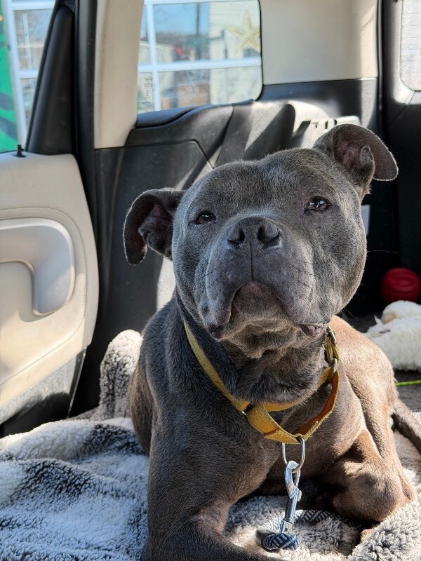 View Trey Hendrickson the Dog Photo #13