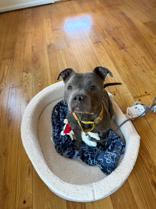 View Trey Hendrickson the Dog Photo #12