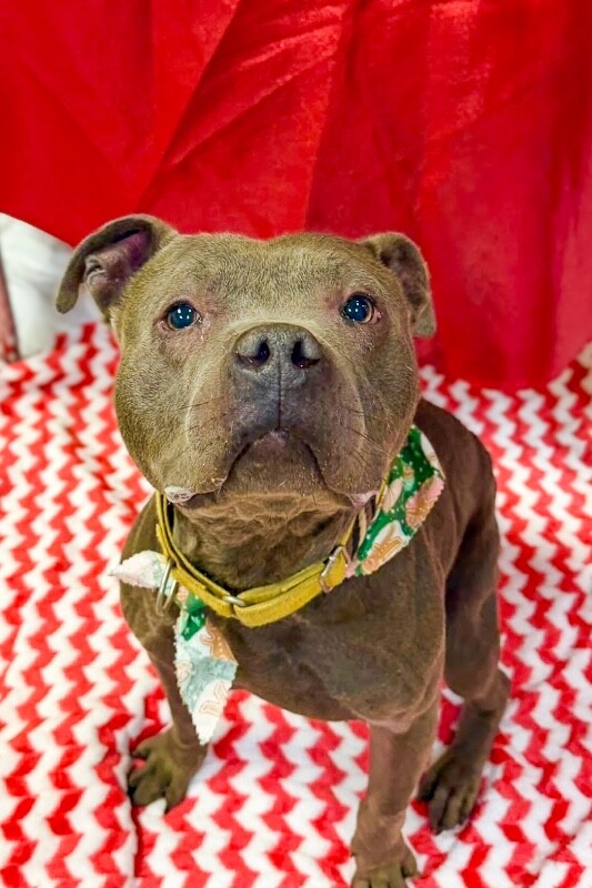 View Trey Hendrickson the Dog Photo #3