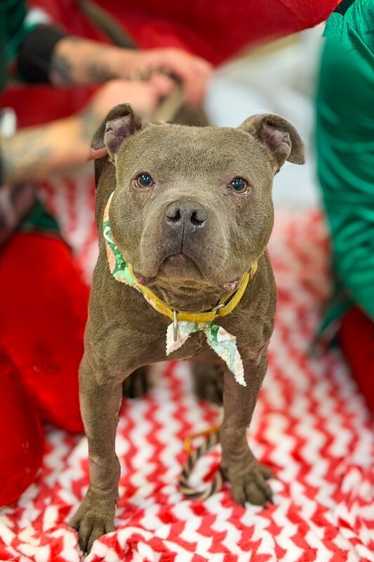 View Trey Hendrickson the Dog Photo #4