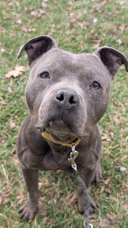 View Trey Hendrickson the Dog Photo #10