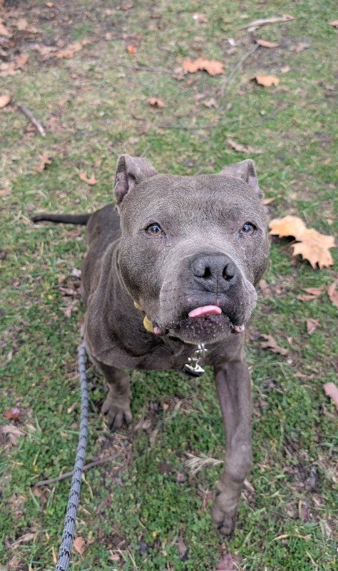 View Trey Hendrickson the Dog Photo #9