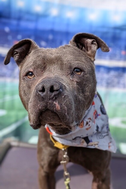 View Trey Hendrickson the Dog Photo #7