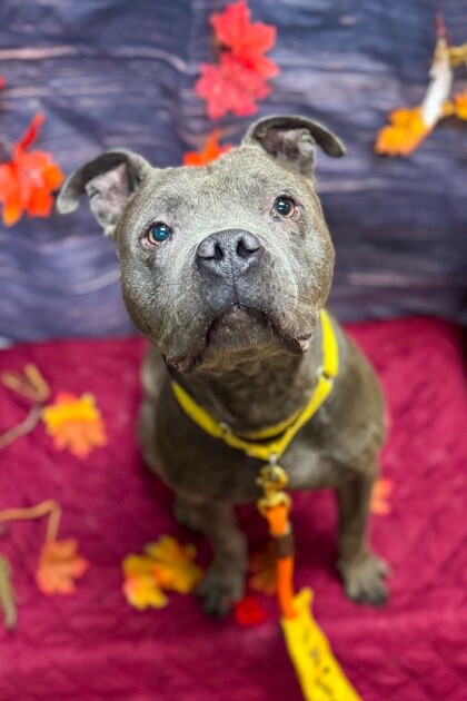 View Trey Hendrickson the Dog Photo #5