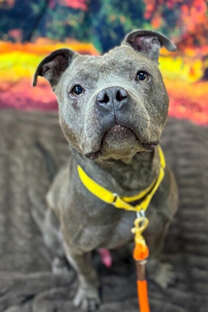 View Trey Hendrickson the Dog Photo #6