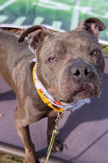 View Trey Hendrickson the Dog Photo #8