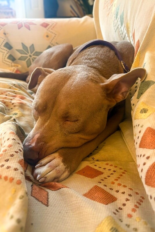 View Pecan the Dog Photo #18