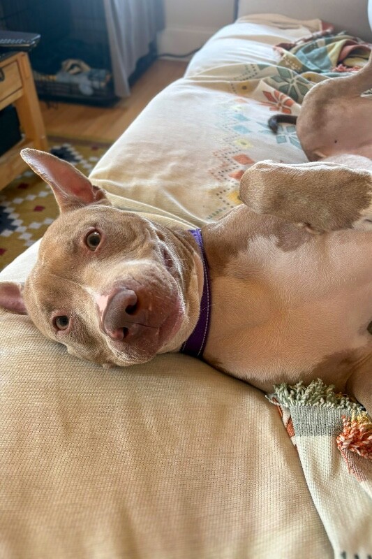 View Pecan the Dog Photo #2