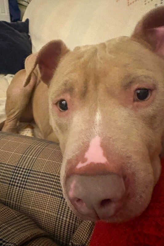 View Pecan the Dog Photo #17