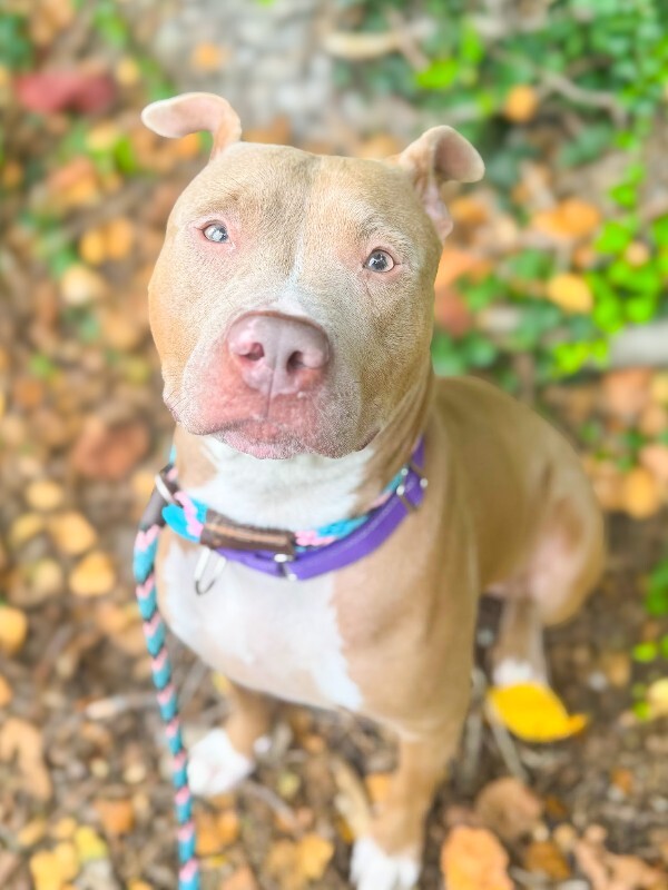 View Pecan the Dog Photo #7