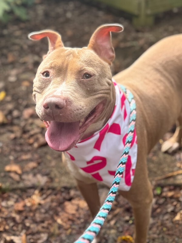 View Pecan the Dog Photo #4