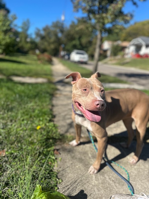 View Pecan the Dog Photo #14