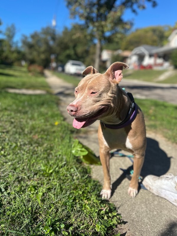 View Pecan the Dog Photo #15